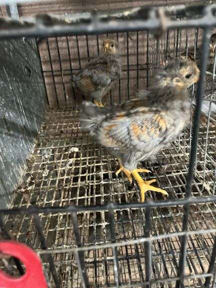 2 Golden Laced Blue Wyandotte Pullets