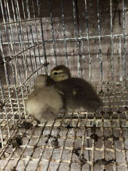 2 Chocolate Muscovy Ducklings
