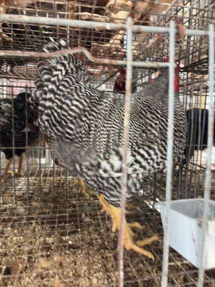 2 Barred Rock Roosters