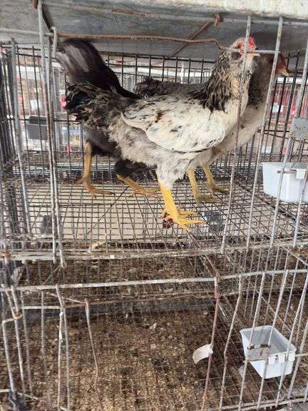 3 Easter Egger Roosters