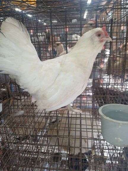 Bantam Laying Hen "Astrid"