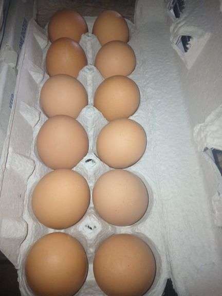 4 Doz Med Brown Eating Eggs