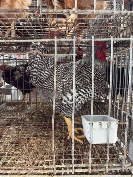 2 Barred Rock Roosters
