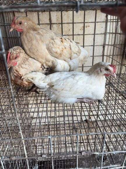 3 Leghorn Cross