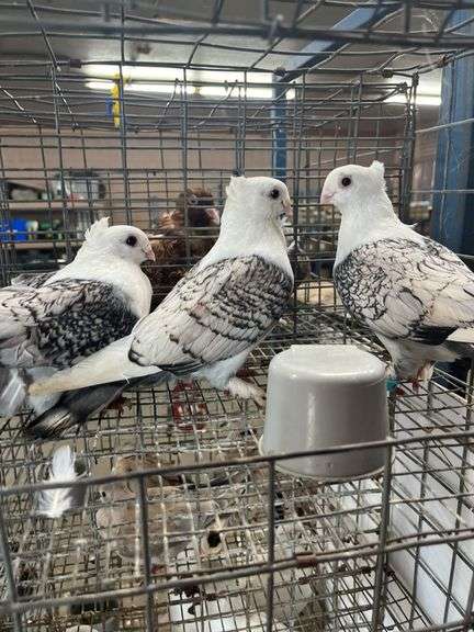 3- Unsexed Satinette Pigeons