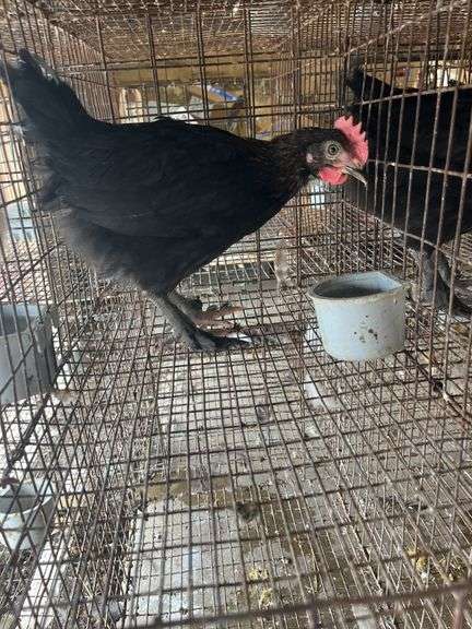 Black Copper Maran Cockerel