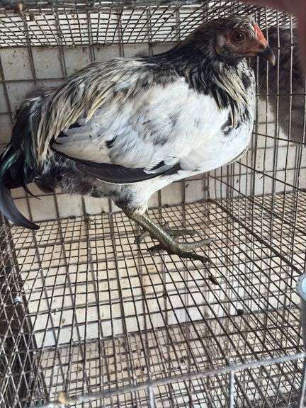 Olive Egger Rooster