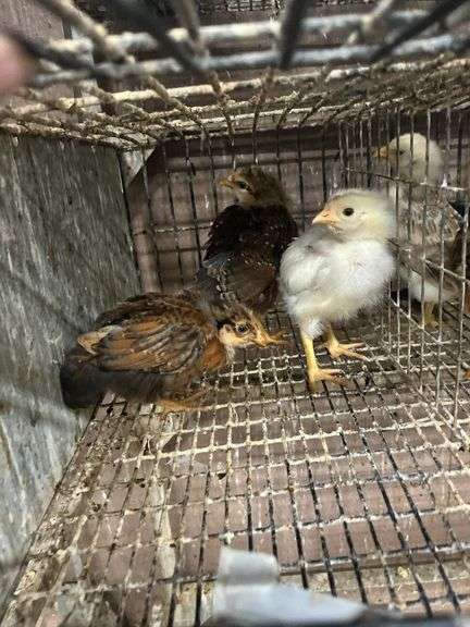 3 Egyptian Fayoumi Chicks