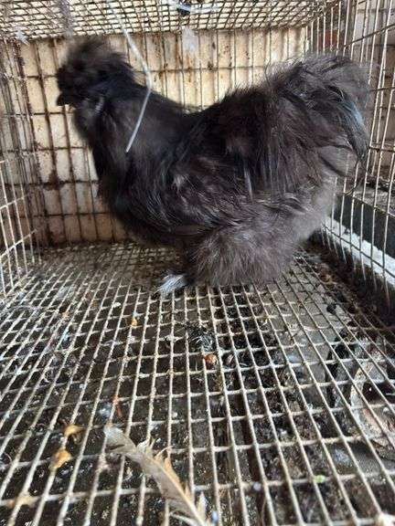 Silkie Rooster
