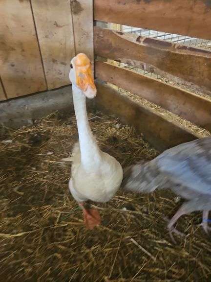 Male Goose