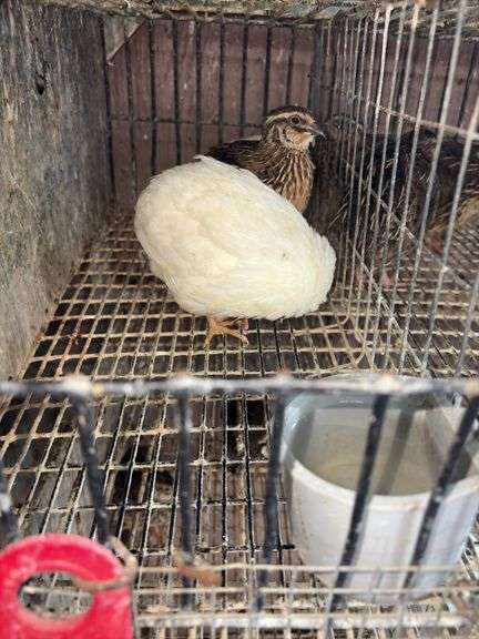 3 Coturnix Quail