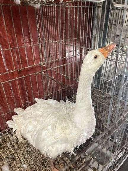 Curly Sebastopol Female Goose - 1 Yr Old - Very Sweet & Docile