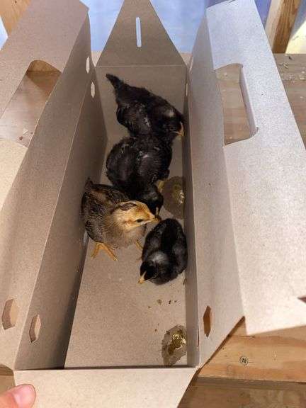 4 Chicks - 3 Barred Rock & 1 Rhode Island Red