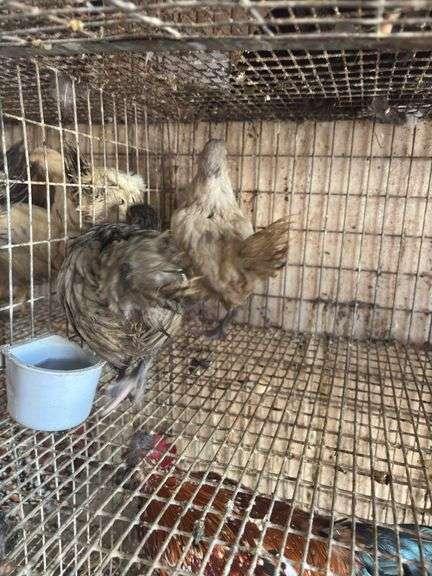 2 Ameraucana Pullets