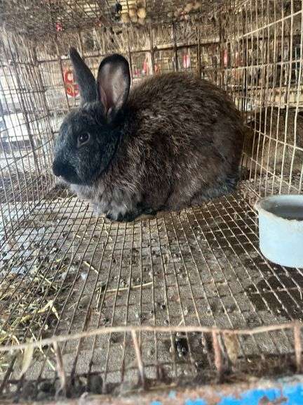 Buck Meat Rabbit