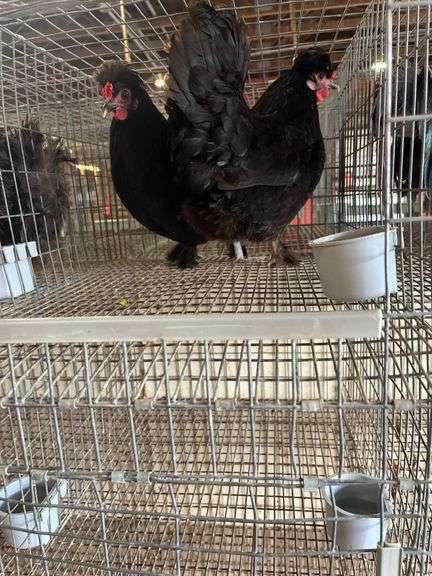 2 Polish Hens