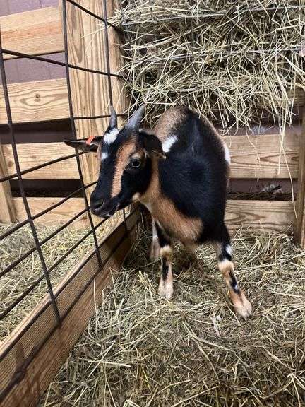 Tri Color Nigerian Dwarf Nanny w/ Blue Eyes - 4 Mos Old