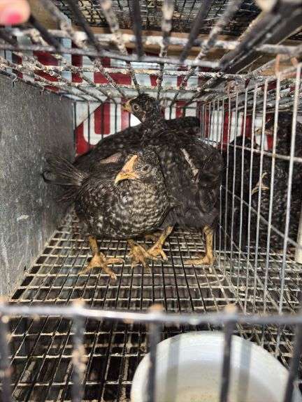 5 Plymouth Barred Rock Hens
