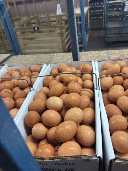 9 Doz Medium Brown Eating Eggs