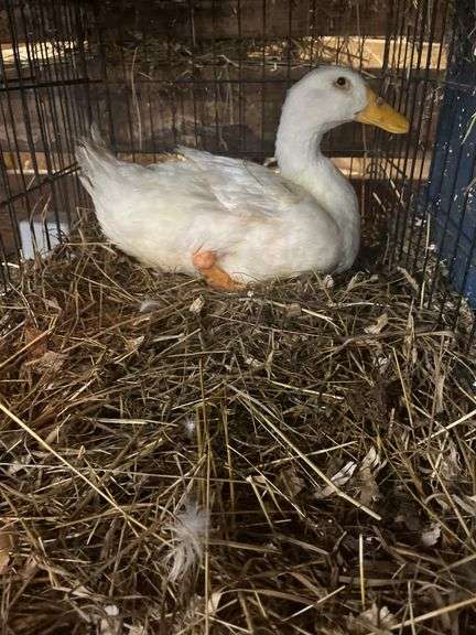 Pekin Laying Hen - 1yr Old - Has Bum Leg