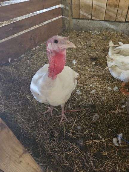White Hen Turkey