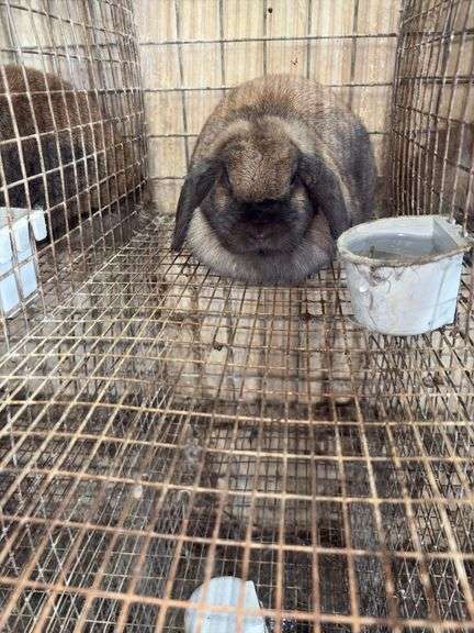Holland Lop Doe "Rozzy"