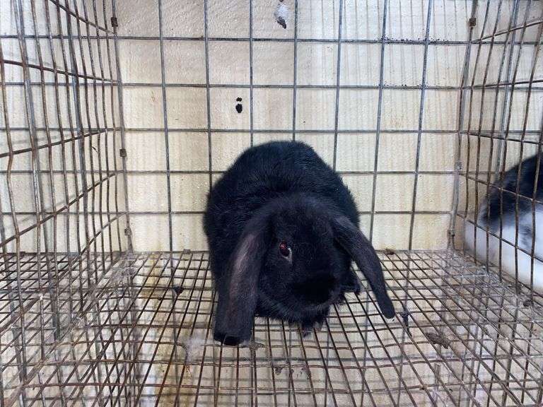 Mini Lop Cross Buck