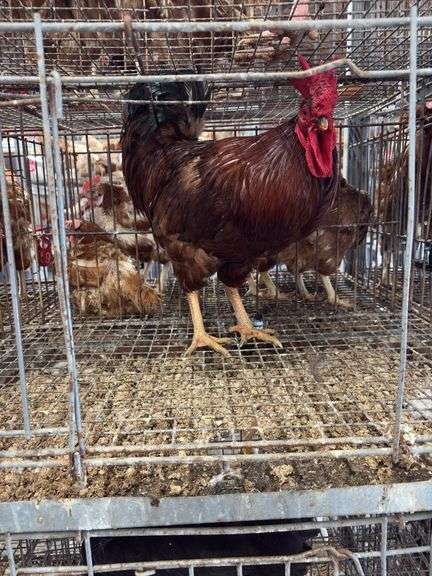 Rhode Island Red Rooster