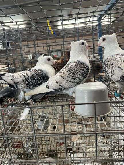 3- Unsexed Satinette Pigeons