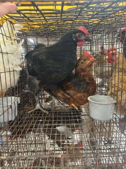 2 Barnyard Mix Chickens