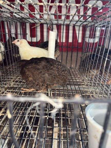 3 Coturnix Quail
