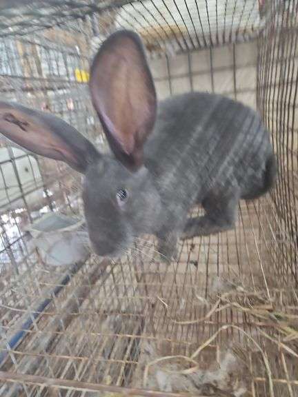 Pure Flemish Giant Doe - 4 Mos Old