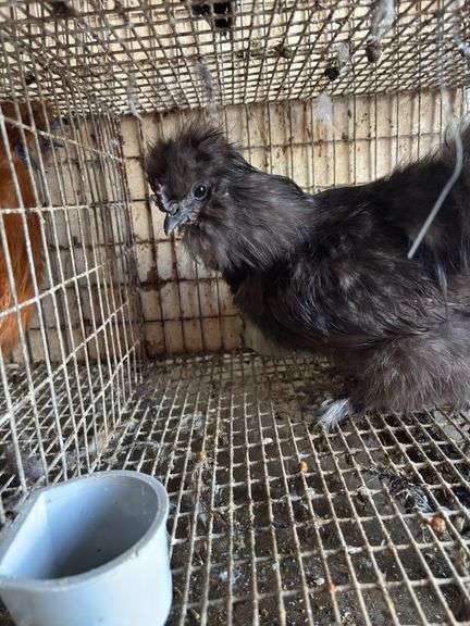 Silkie Rooster