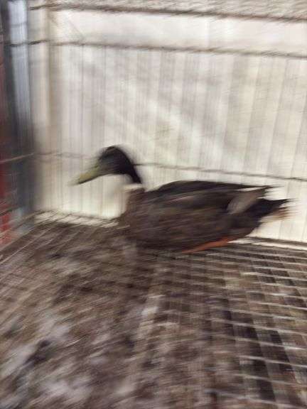 Mallard Drake