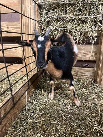 Tri Color Nigerian Dwarf Nanny w/ Blue Eyes - 4 Mos Old