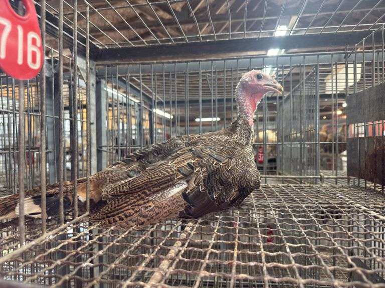Royal Palm Tom Turkey- 12 Wks Old