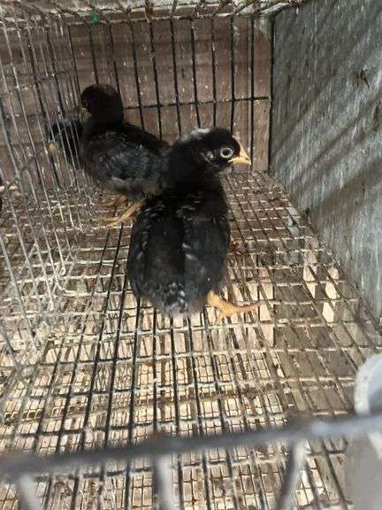 5 Rustic Rock Pullets