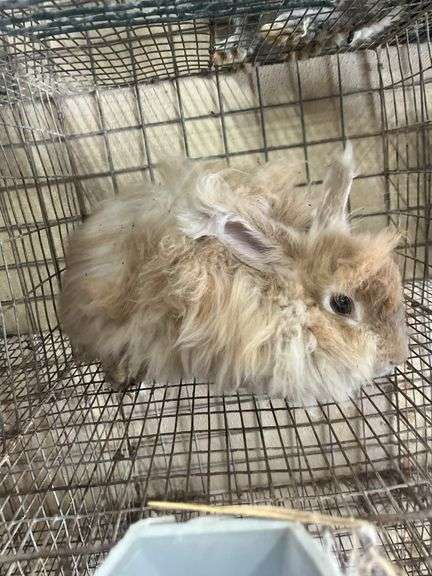 Peach English Angora Doe