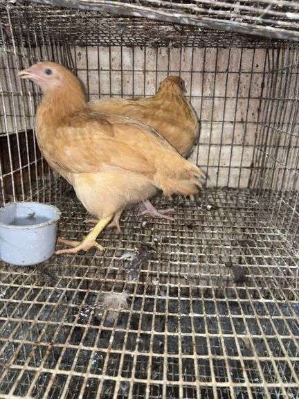 2 Buff Orpington Pullets