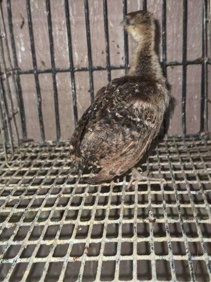 Indian Blue Peachick