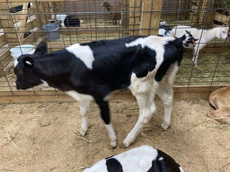 Holstein Heifer Bottle Calf - Had Colostrum