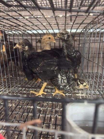 8 Young Pullets