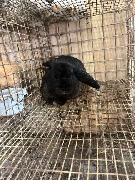 Black Flemish Giant Buck Buck