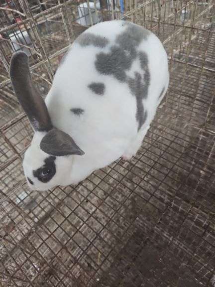 Standard Rex Buck - 8 Wks Old