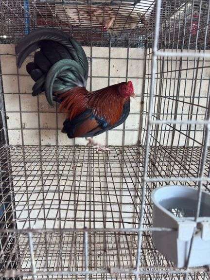 BB Red Banty Rooster