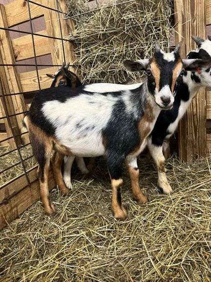 Tri Color Nigerian Dwarf Nanny w/ Blue Eyes - 4 Mos Old