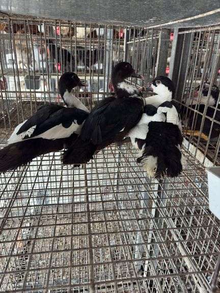 Trio Young Muscovy Ducks