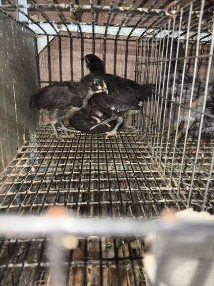 3 Mystic Maran Pullets