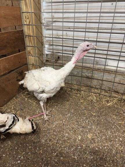 Royal Palm Hen Turkey - 16 Mos Old
