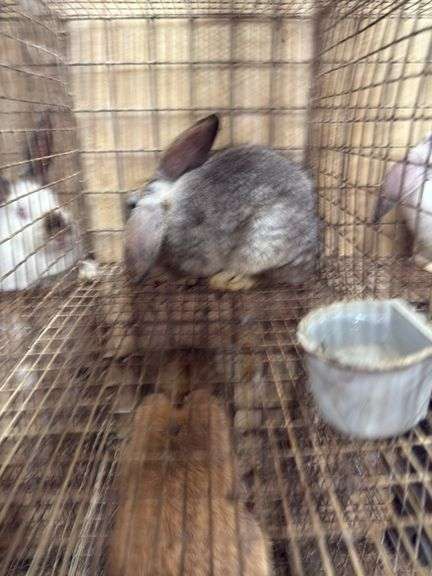 Mini Lop Cross Buck - 10 Wks Old